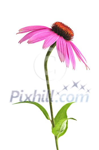 Blooming medicinal herb echinacea purpurea or coneflower isolated on white background Blooming medicinal herb echinacea purpurea or coneflower isolated on white background