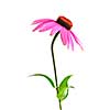 Blooming medicinal herb echinacea purpurea or coneflower isolated on white background