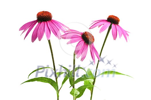 Blooming medicinal herb echinacea purpurea or coneflower isolated on white background Blooming medicinal herb echinacea purpurea or coneflower isolated on white background