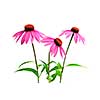 Blooming medicinal herb echinacea purpurea or coneflower isolated on white background