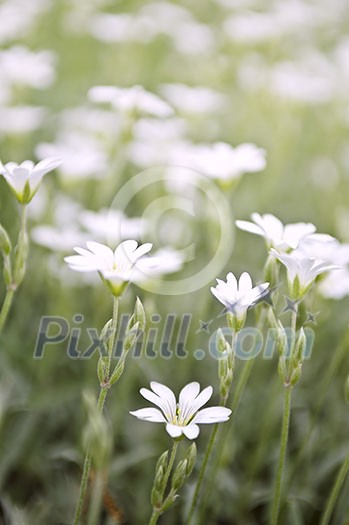 Floral background of cerastium snow-in-summer flowers close up Floral background of cerastium snow-in-summer flowers close up