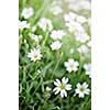 Floral background of cerastium snow-in-summer flowers close up