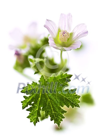 Flower malva neglecta, also called cheeses, macro on white background Flower malva neglecta, also called cheeses, macro on white background