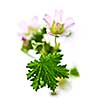 Flower malva neglecta, also called cheeses, macro on white background