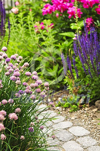 Lush blooming summer garden with paved path Lush blooming summer garden with paved path