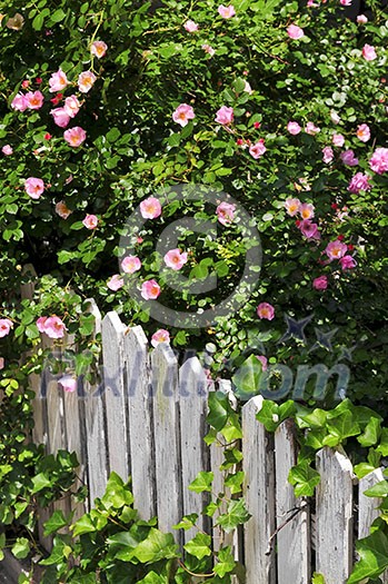 Garden fence with blooming roses and ivy Garden fence with blooming roses and ivy