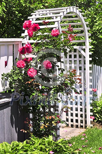 White arbor with red blooming roses in a garden White arbor with red blooming roses in a garden