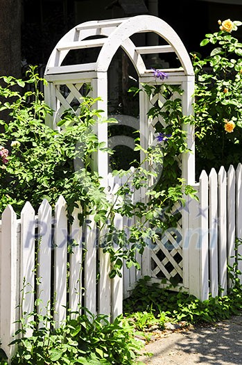 White arbor with blooming roses in a garden White arbor with blooming roses in a garden
