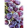 Cluster of red grapes close upi on white background