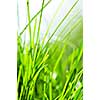 Natural background of green grass blades close up