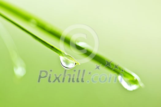 Green grass blades with water drops close up Green grass blades with water drops close up