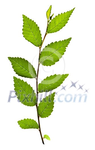 Tree branch with green leaves isolated on white background Tree branch with green leaves isolated on white background