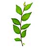 Tree branch with green leaves isolated on white background