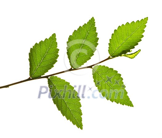 Tree branch with green leaves isolated on white background Tree branch with green leaves isolated on white background