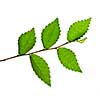 Tree branch with green leaves isolated on white background