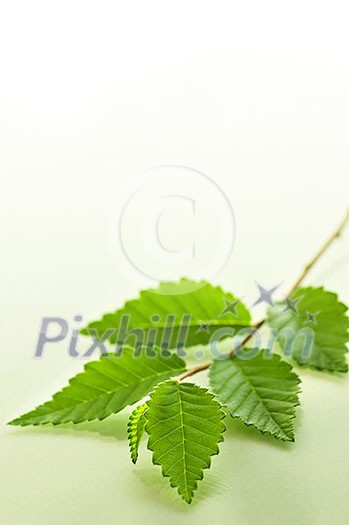 Natural green background with green tree branch Natural green background with green tree branch