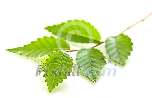 Tree branch with green leaves isolated on white background Tree branch with green leaves isolated on white background