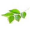 Tree branch with green leaves isolated on white background