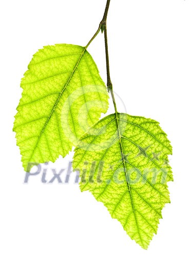Tree branch with green leaves isolated on white background Tree branch with green leaves isolated on white background