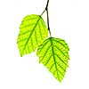 Tree branch with green leaves isolated on white background