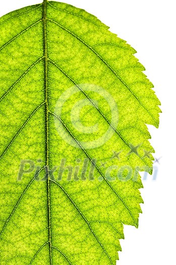 Part of green leaf close up isolated on white background Part of green leaf close up isolated on white background