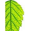 Part of green leaf close up isolated on white background