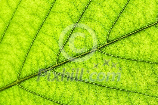 Green leaf texture close up as natural background Green leaf texture close up as natural background