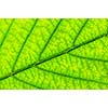 Green leaf texture close up as natural background
