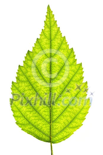 Green leaf close up isolated on white background Green leaf close up isolated on white background