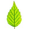 Green leaf close up isolated on white background
