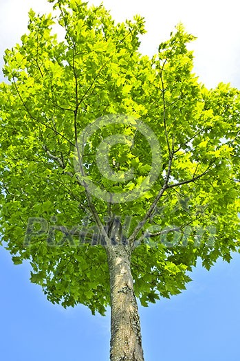 Green tree on background of blue sky Green tree on background of blue sky