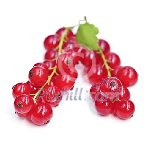 Red currant berries isolated on white background Red currant berries isolated on white background