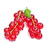 Red currant berries isolated on white background