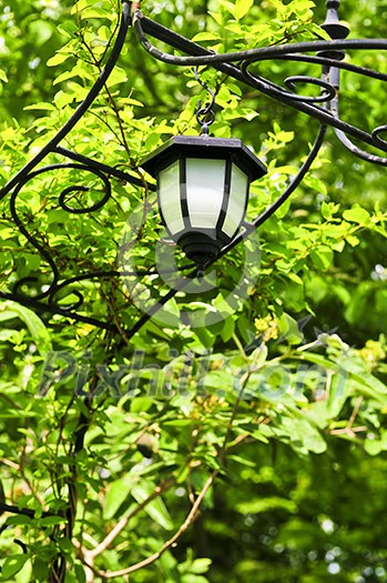 Wrought iron arbor with lantern in lush green garden Wrought iron arbor with lantern in lush green garden