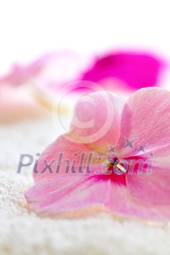 Gentle fresh flower on luxury towel close up Gentle fresh flower on luxury towel close up
