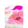 Gentle fresh flower on luxury towel close up