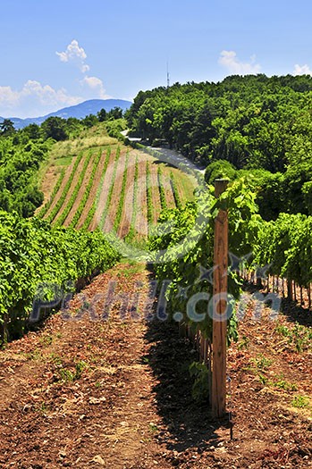 Summer landscape with vineyard in rural Serbia Summer landscape with vineyard in rural Serbia