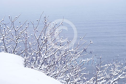 Winter trees covered with fresh snow - natural background Winter trees covered with fresh snow - natural background