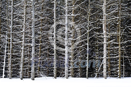 Natural background of tree trunks in winter Natural background of tree trunks in winter