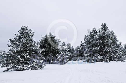 Winter landscape with snow covered trees and gray sky Winter landscape with snow covered trees and gray sky