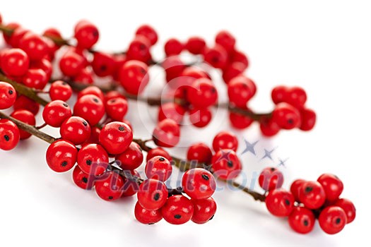 Winterberry Christmas branches with red holly berries Winterberry Christmas branches with red holly berries