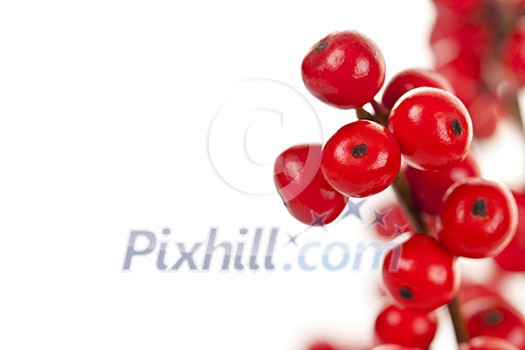 Winterberry Christmas branches with red holly berries Winterberry Christmas branches with red holly berries