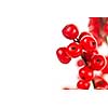 Winterberry Christmas branches with red holly berries