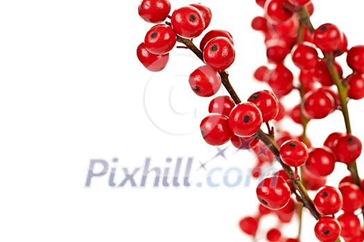 Winterberry Christmas branches with red holly berries Winterberry Christmas branches with red holly berries