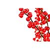 Winterberry Christmas branches with red holly berries