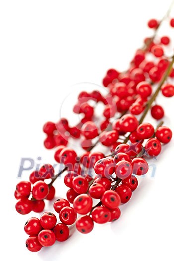 Winterberry Christmas branches with red holly berries Winterberry Christmas branches with red holly berries