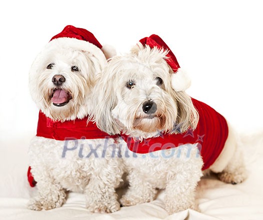 Two adorable coton de tulear dogs wearing santa costumes Two adorable coton de tulear dogs wearing santa costumes