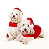 Two adorable coton de tulear dogs wearing santa costumes