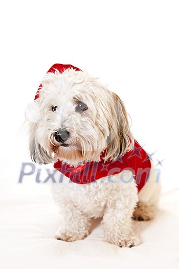 Adorable coton de tulear dogs wearing santa costume Adorable coton de tulear dogs wearing santa costume