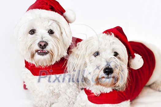 Two adorable coton de tulear dogs wearing santa costumes Two adorable coton de tulear dogs wearing santa costumes
